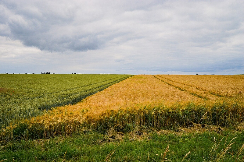 Файл:Beautiful-shot-field-near-road-germany 181624-40988.jpg