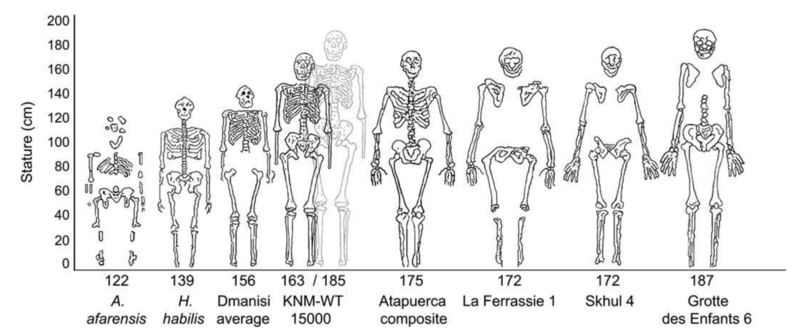 Файл:Рост гоминид.png